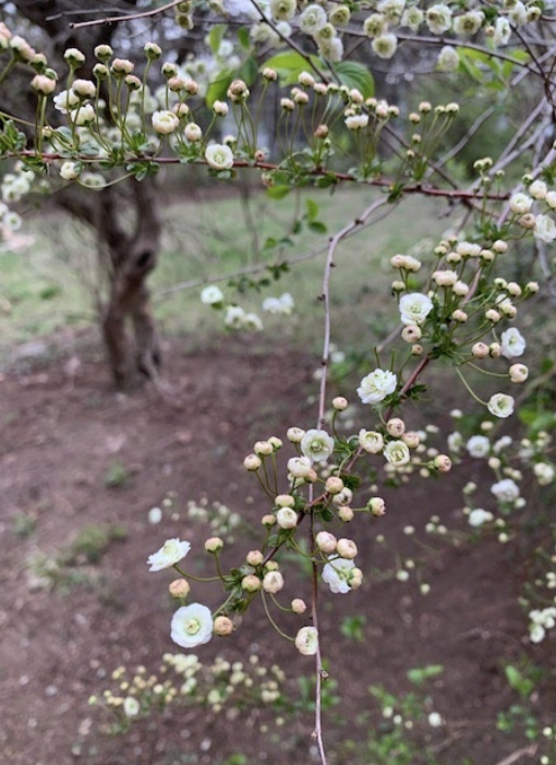springflowers